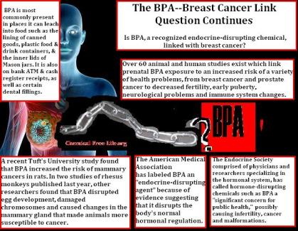 CFL Graphic-BPA-Breast cancer link